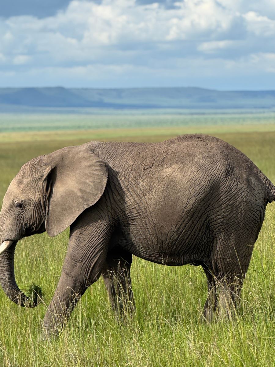 Upclose with the Elephant