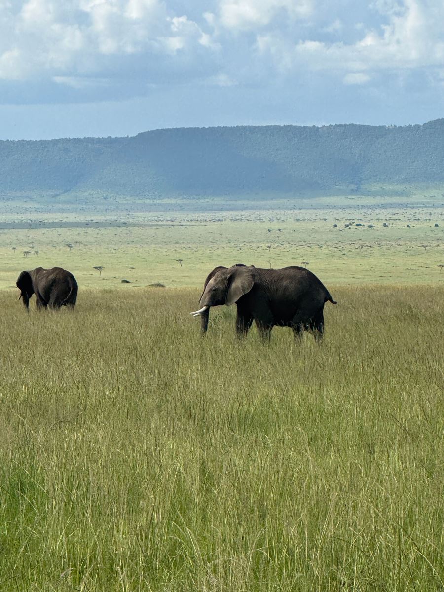 Elephants in the Maasai Mara Savannah.