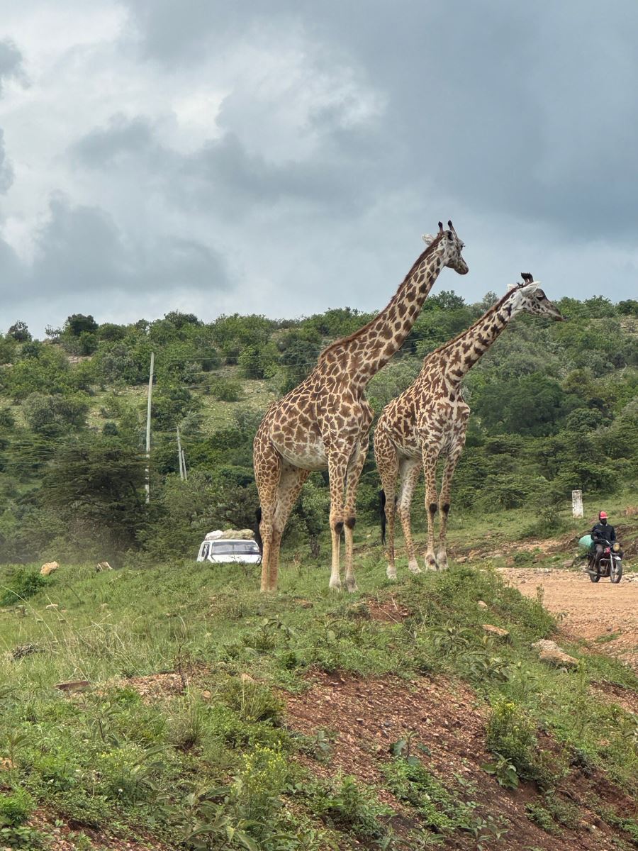 Giraffes on the roadside